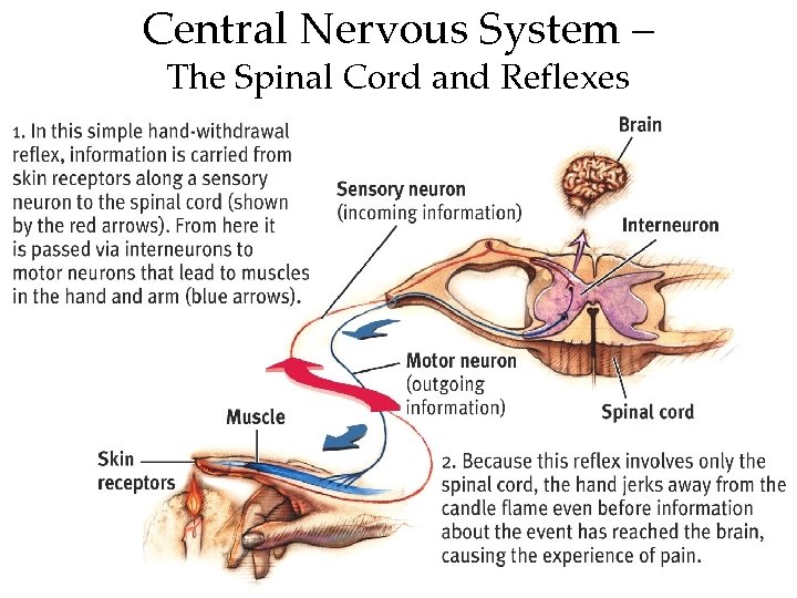 Central Nervous System – The Spinal Cord and Reflexes 