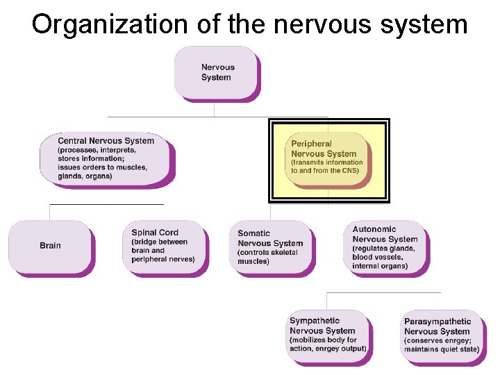 Organization of the nervous system 