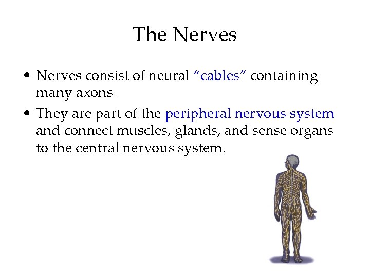 The Nerves • Nerves consist of neural “cables” containing many axons. • They are