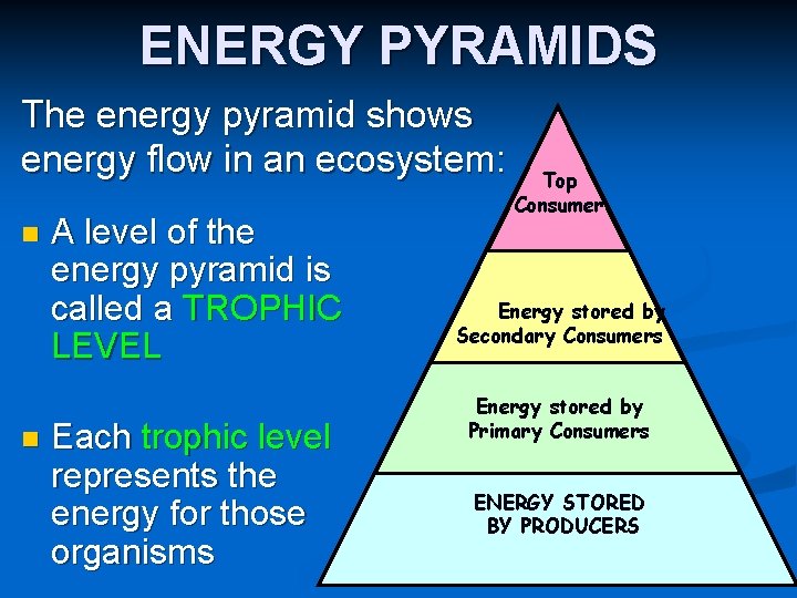 ENERGY PYRAMIDS The energy pyramid shows energy flow in an ecosystem: n n A