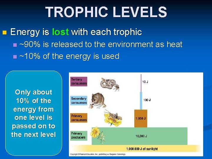 TROPHIC LEVELS n Energy is lost with each trophic ~90% is released to the