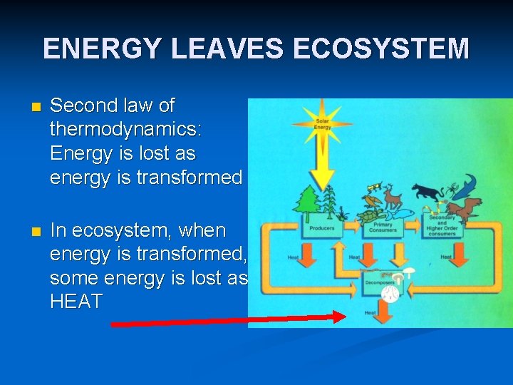 ENERGY LEAVES ECOSYSTEM n Second law of thermodynamics: Energy is lost as energy is