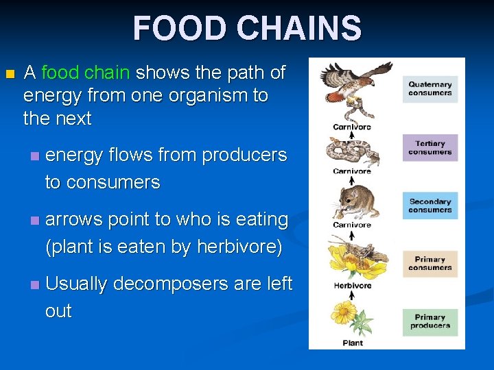 FOOD CHAINS n A food chain shows the path of energy from one organism
