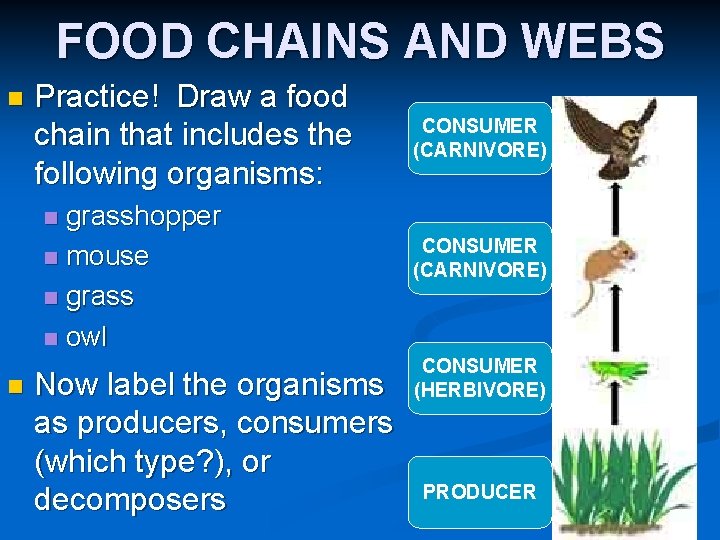 FOOD CHAINS AND WEBS n Practice! Draw a food chain that includes the following