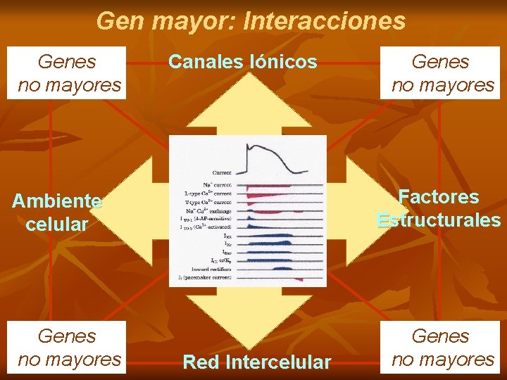 Gen mayor: Interacciones Genes no mayores Canales Iónicos Factores Estructurales Ambiente celular Genes no