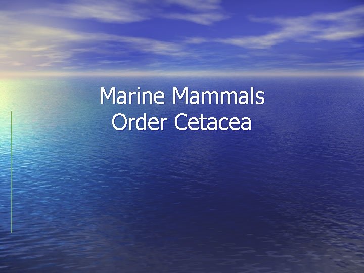 Marine Mammals Order Cetacea 