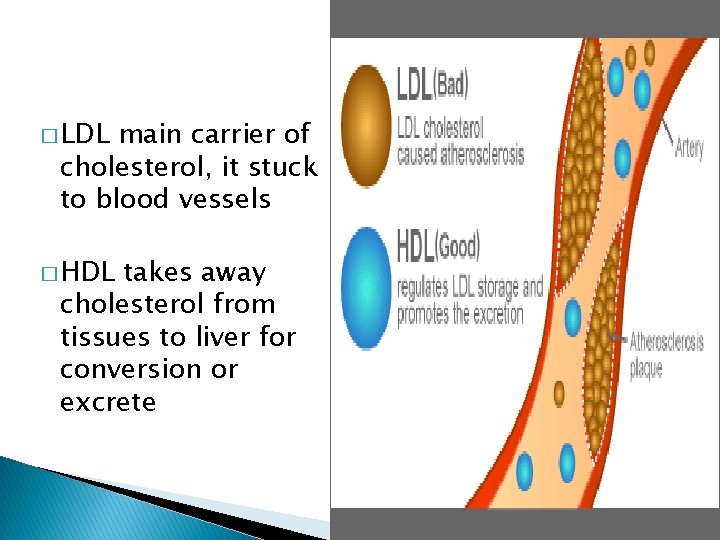 � LDL main carrier of cholesterol, it stuck to blood vessels � HDL takes