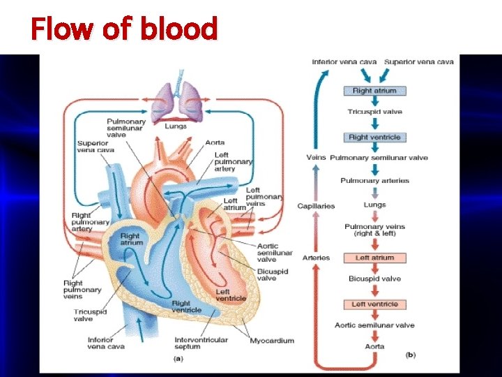 Flow of blood 