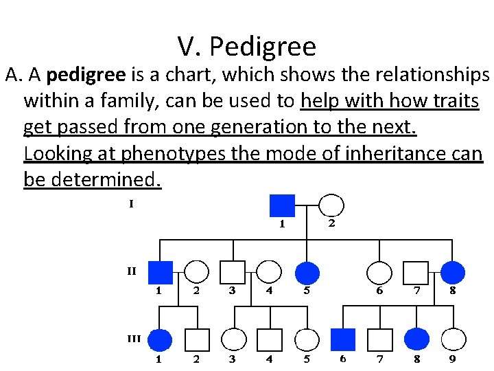 V. Pedigree A. A pedigree is a chart, which shows the relationships within a