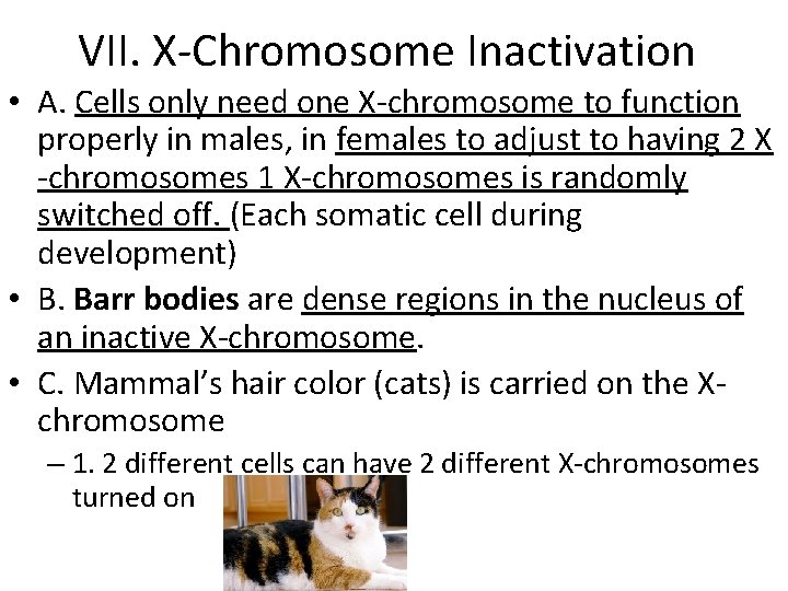 VII. X-Chromosome Inactivation • A. Cells only need one X-chromosome to function properly in