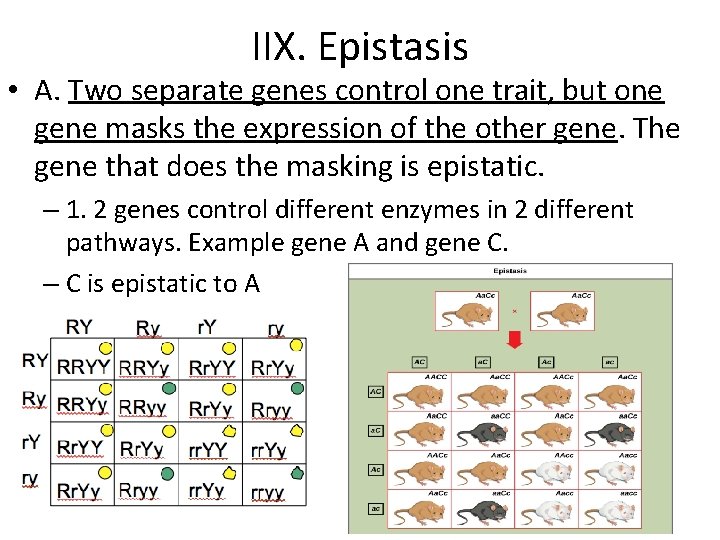 IIX. Epistasis • A. Two separate genes control one trait, but one gene masks