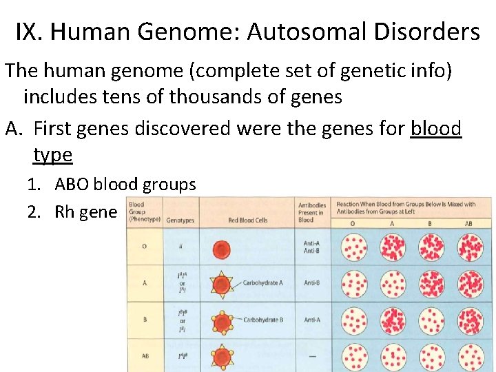 IX. Human Genome: Autosomal Disorders The human genome (complete set of genetic info) includes
