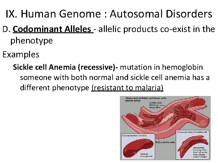 IX. Human Genome : Autosomal Disorders D. Codominant Alleles - allelic products co-exist in