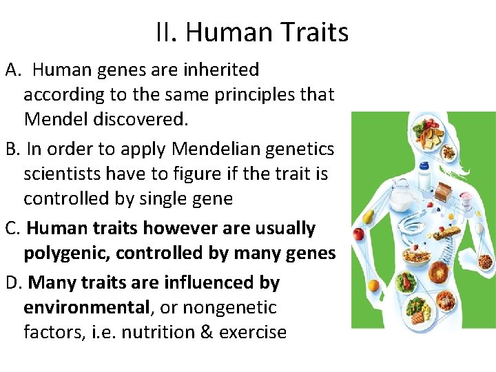 II. Human Traits A. Human genes are inherited according to the same principles that