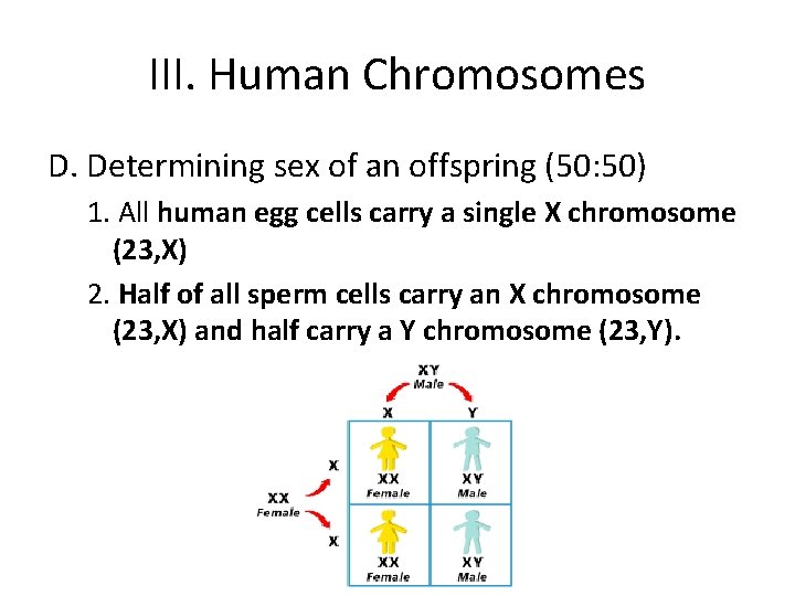 III. Human Chromosomes D. Determining sex of an offspring (50: 50) 1. All human