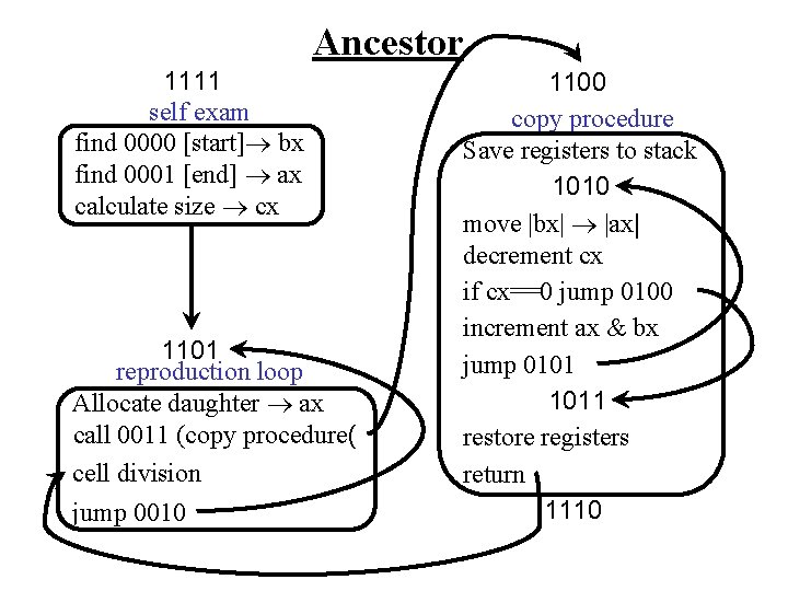 Ancestor 1111 self exam find 0000 [start] bx find 0001 [end] ax calculate size