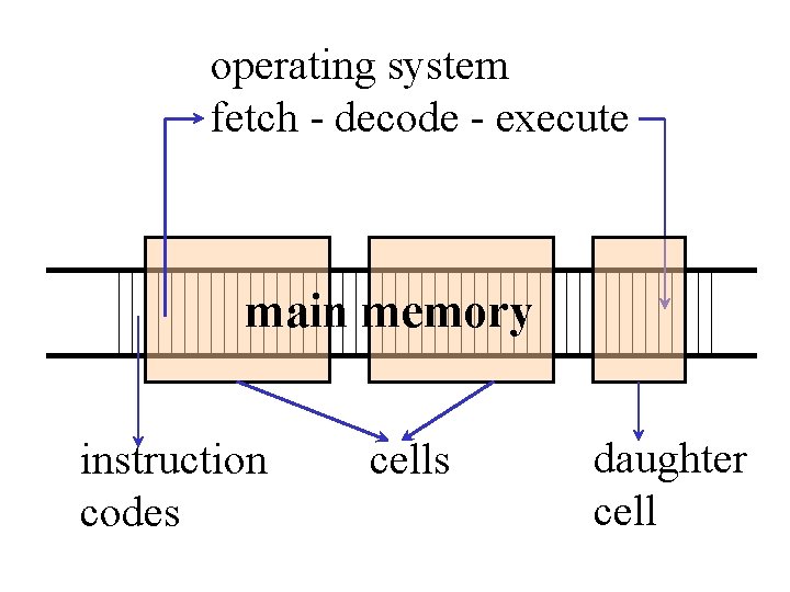 operating system fetch - decode - execute main memory instruction codes cells daughter cell