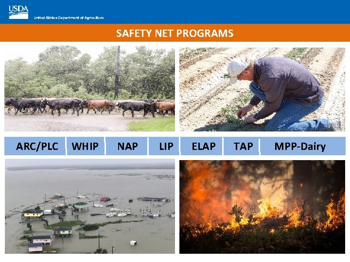 SAFETY NET PROGRAMS ARC/PLC WHIP NAP LIP ELAP TAP MPP-Dairy 