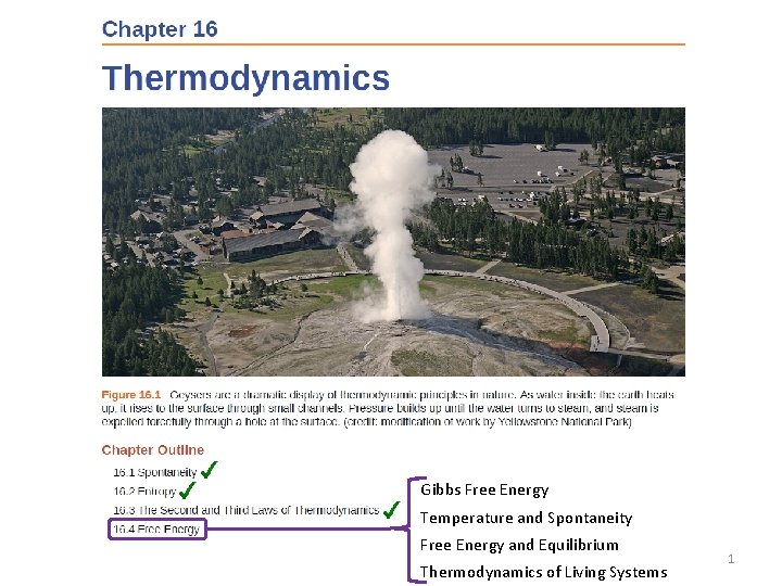 Gibbs Free Energy Temperature and Spontaneity Free Energy and Equilibrium Thermodynamics of Living Systems