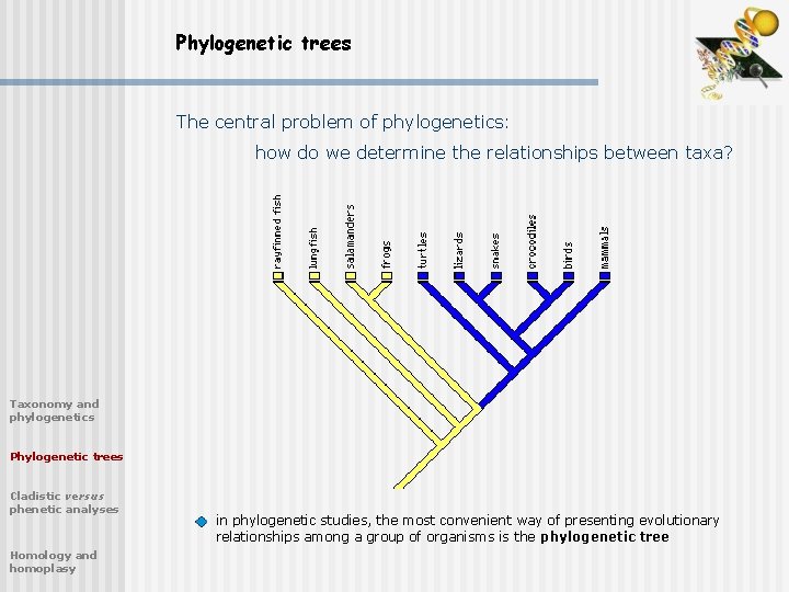 Phylogenetic trees The central problem of phylogenetics: how do we determine the relationships between