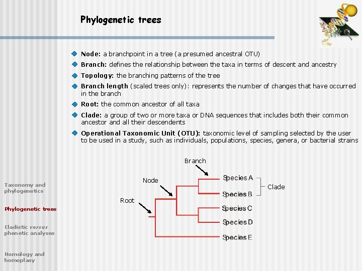 Phylogenetic trees Node: a branchpoint in a tree (a presumed ancestral OTU) Branch: defines