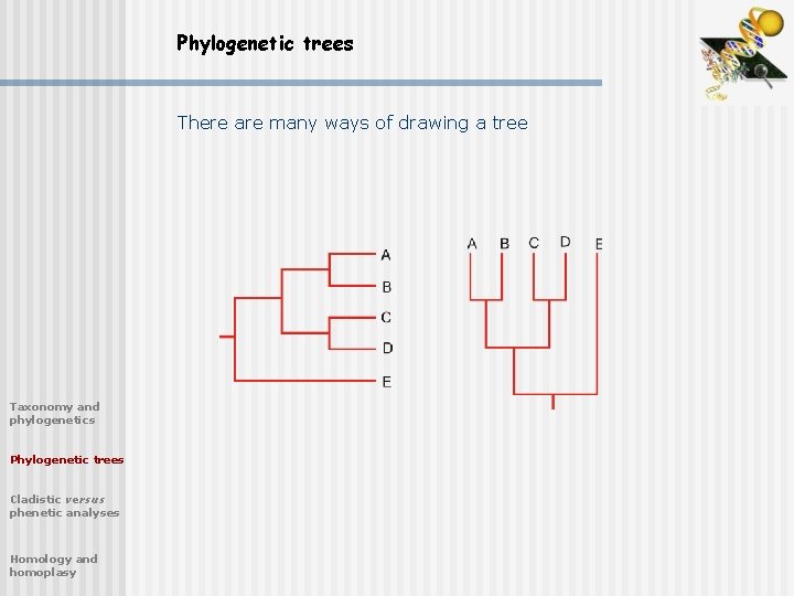 Phylogenetic trees There are many ways of drawing a tree Taxonomy and phylogenetics Phylogenetic