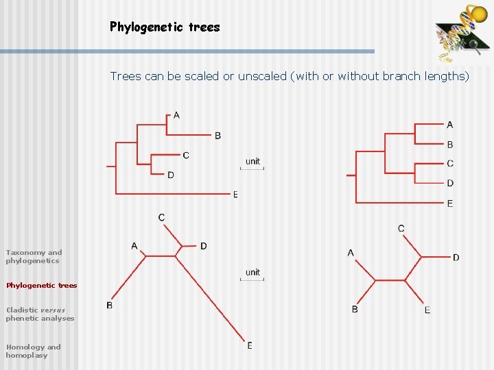 Phylogenetic trees Trees can be scaled or unscaled (with or without branch lengths) Taxonomy