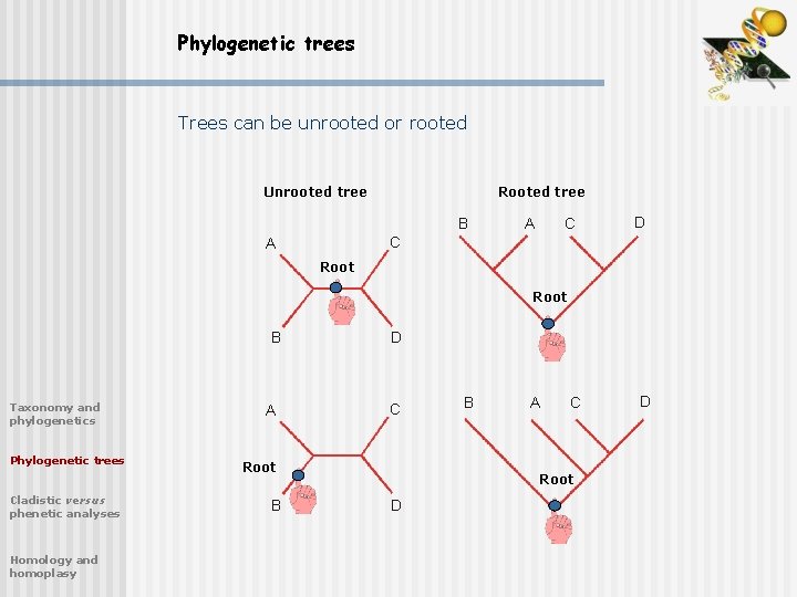 Phylogenetic trees Trees can be unrooted or rooted Unrooted tree Rooted tree B A