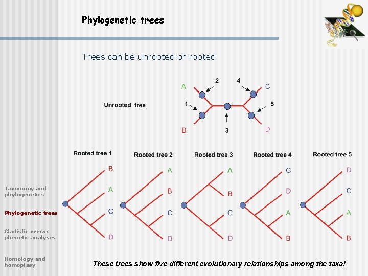 Phylogenetic trees Trees can be unrooted or rooted Taxonomy and phylogenetics Phylogenetic trees Cladistic