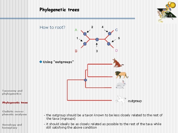 Phylogenetic trees How to root? Using “outgroups” Taxonomy and phylogenetics Phylogenetic trees Cladistic versus
