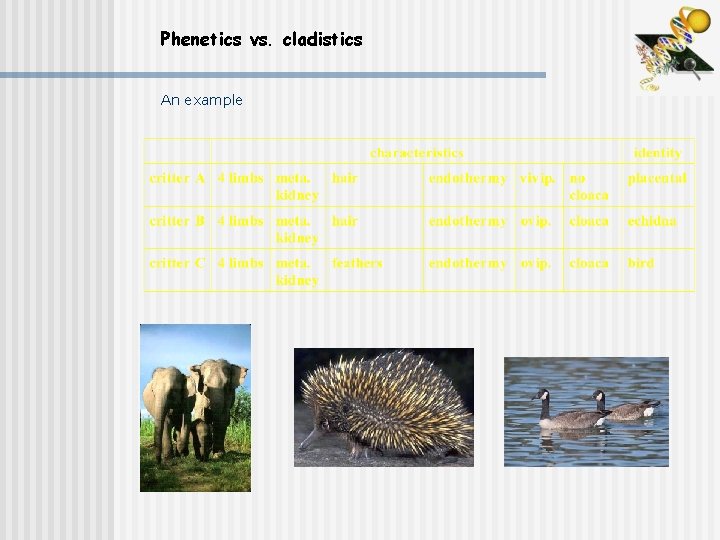 Phenetics vs. cladistics An example 