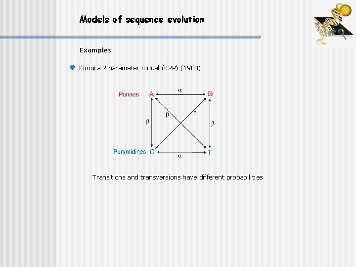 Models of sequence evolution Examples Kimura 2 parameter model (K 2 P) (1980) Transitions