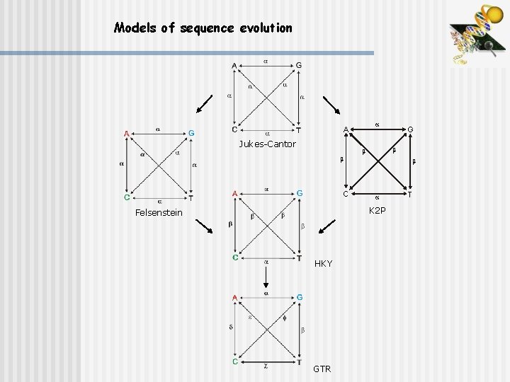 Models of sequence evolution A Jukes-Cantor C K 2 P Felsenstein HKY GTR G