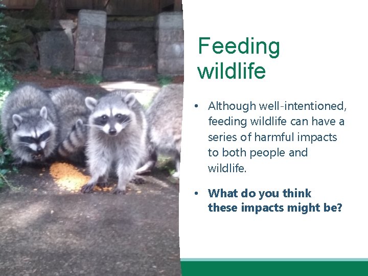 Feeding wildlife • Although well-intentioned, feeding wildlife can have a series of harmful impacts