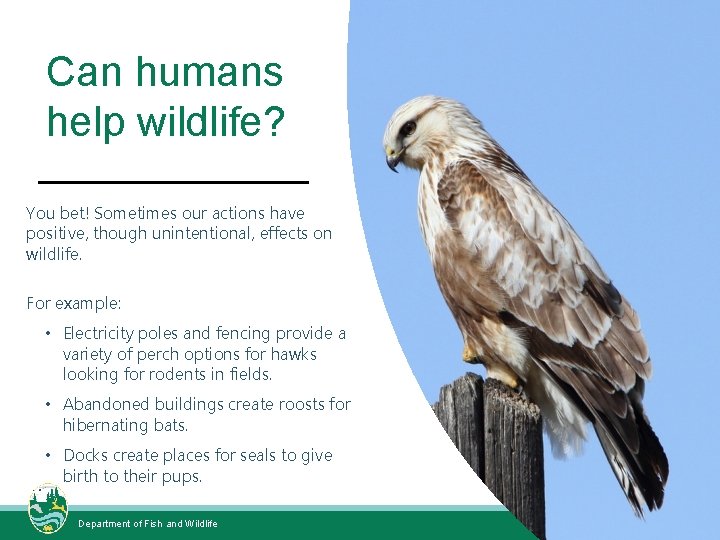 Can humans help wildlife? You bet! Sometimes our actions have positive, though unintentional, effects