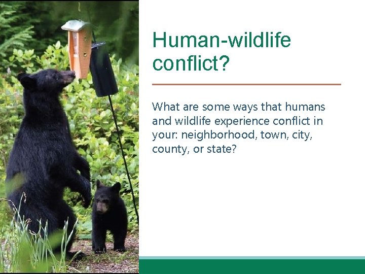 Human-wildlife conflict? What are some ways that humans and wildlife experience conflict in your: Human-wildlife conflict? What are some ways that humans and wildlife experience conflict in your:
