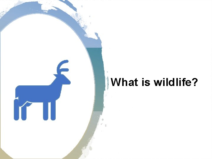 What is wildlife? 