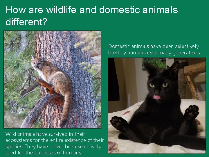 How are wildlife and domestic animals different? Domestic animals have been selectively bred by