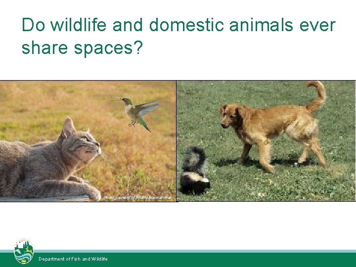 Do wildlife and domestic animals ever share spaces? Photo courtesy of Birdlife International Department Do wildlife and domestic animals ever share spaces? Photo courtesy of Birdlife International Department