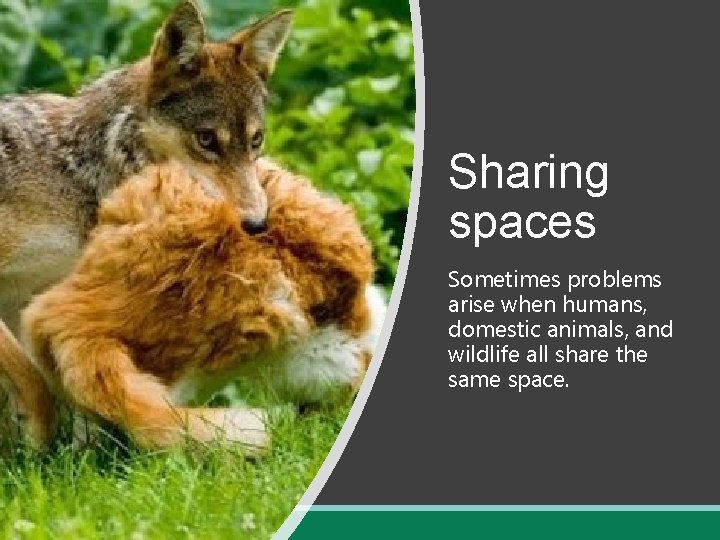 Sharing spaces Sometimes problems arise when humans, domestic animals, and wildlife all share the