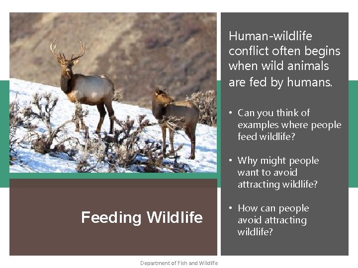 Human-wildlife conflict often begins when wild animals are fed by humans. • Can you