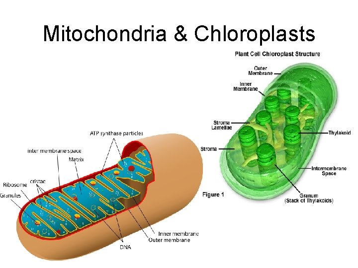 Mitochondria & Chloroplasts 