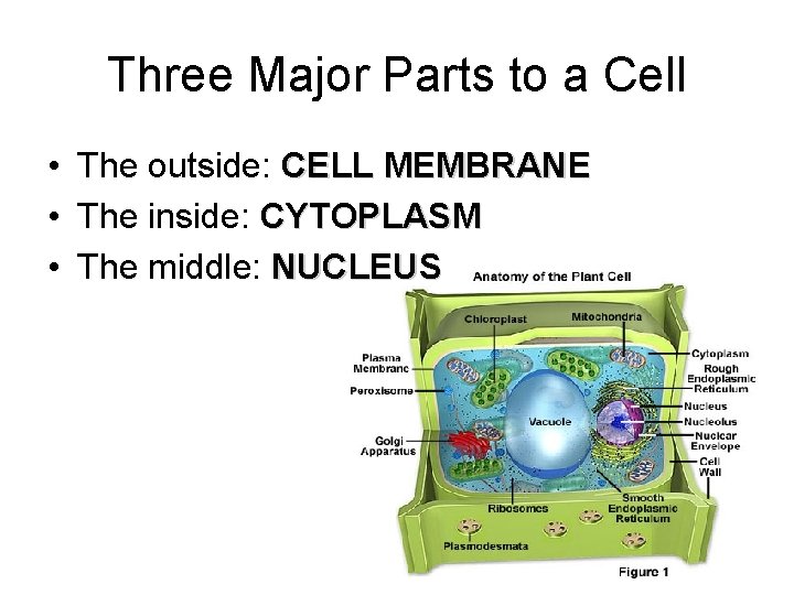 Three Major Parts to a Cell • The outside: CELL MEMBRANE • The inside: