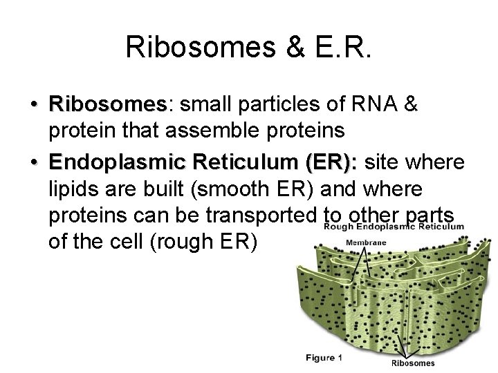 Ribosomes & E. R. • Ribosomes: Ribosomes small particles of RNA & protein that