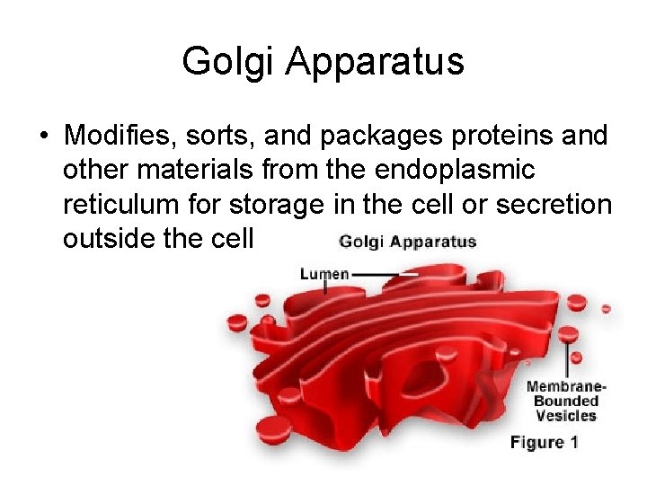 Golgi Apparatus • Modifies, sorts, and packages proteins and other materials from the endoplasmic