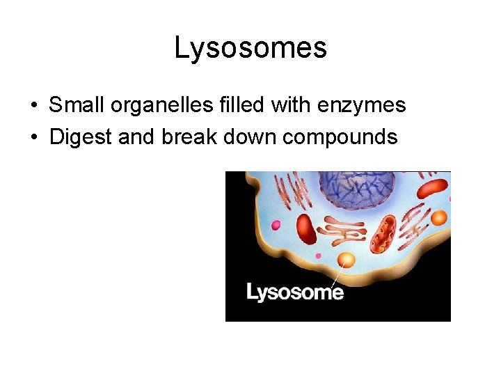 Lysosomes • Small organelles filled with enzymes • Digest and break down compounds 
