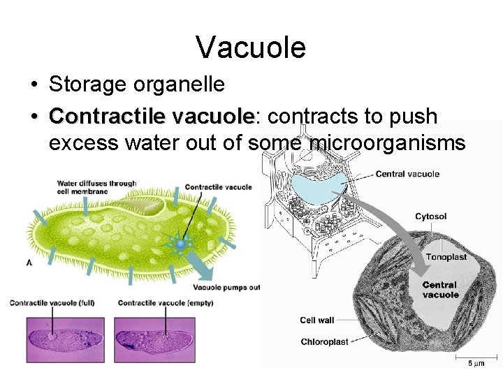 Vacuole • Storage organelle • Contractile vacuole: vacuole contracts to push excess water out
