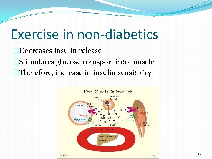 Exercise in non-diabetics �Decreases insulin release �Stimulates glucose transport into muscle �Therefore, increase in