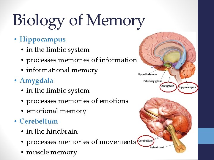 Biology of Memory • Hippocampus • in the limbic system • processes memories of