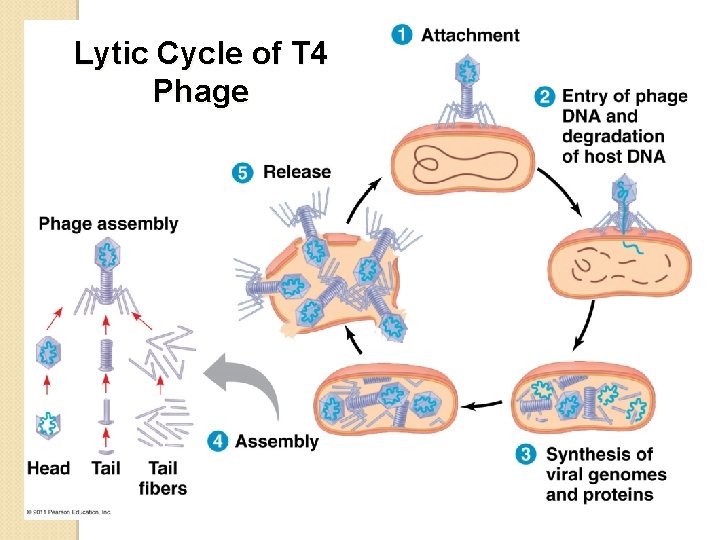 Lytic Cycle of T 4 Phage 